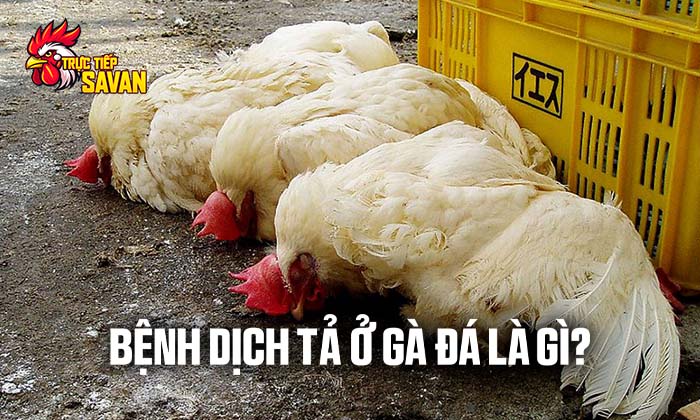 Bệnh dịch tả ở gà đá là gì? Bệnh dịch tả ở gà đá là gì?