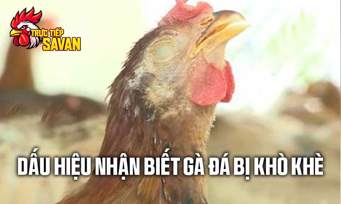 Dấu hiệu nhận biết gà đá bị khò khè Dấu hiệu nhận biết gà đá bị khò khè