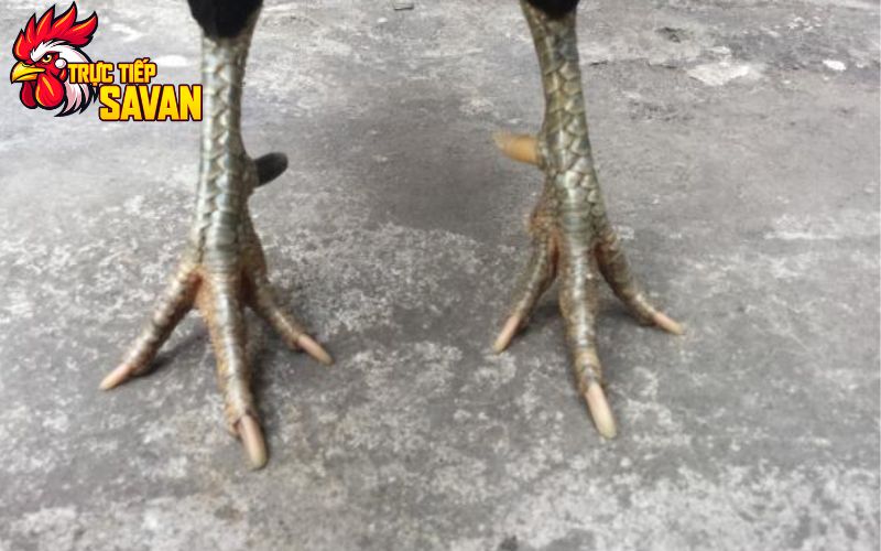 Gà cựa nhật nguyệt là gì?