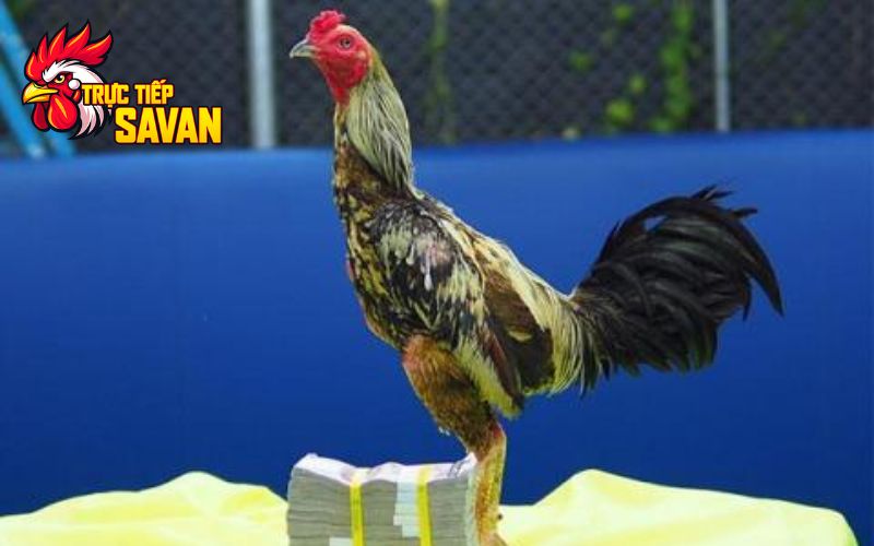 Nhận dạng gà chọi thái