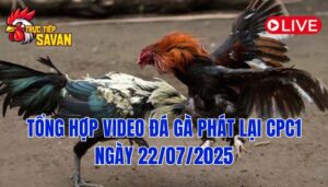 Phát Lại Đá Gà CPC1 Trực Tiếp Ngày 22/07/2025