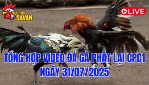 Phát Lại Đá Gà CPC1 Trực Tiếp Ngày 31/07/2025
