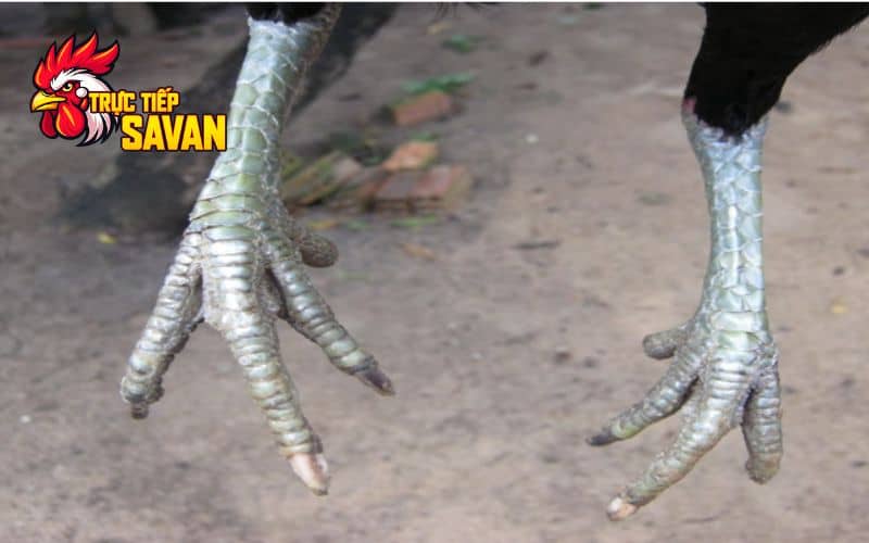 Cách chọn gà có vảy huyền trâm chuẩn