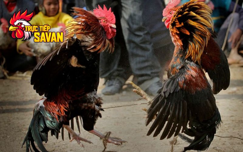 Cách chọn gà đá hầu kiềng hay