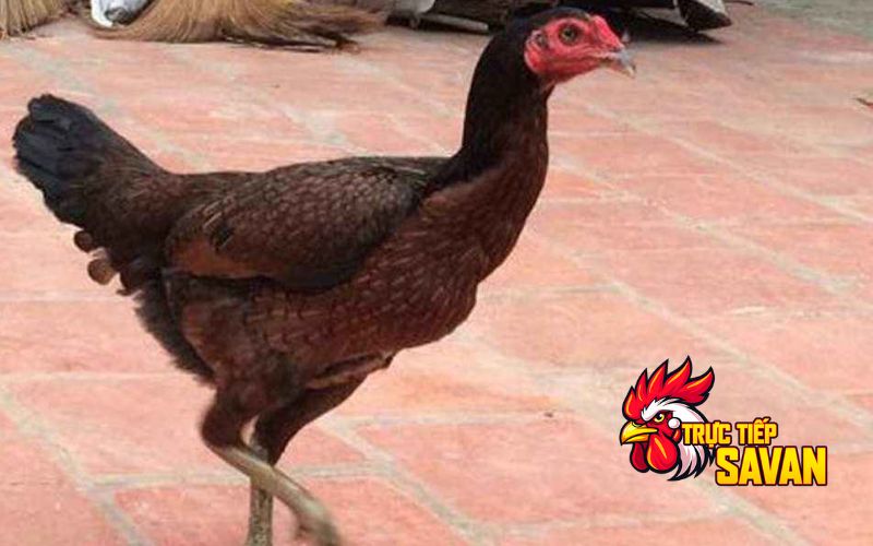 Tiêu chí chọn gà mái chọi tốt