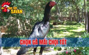 Chọn Gà Mái Chọi Tốt - Kinh Nghiệm Từ Các Sư Kê Lâu Năm