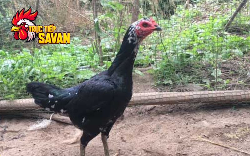 Những sai lầm thường gặp khi chọn gà mái chọi