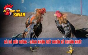 Gà Đá Hầu Kiềng - Cách Nhận Biết Chiến Kê Chuẩn Nhất