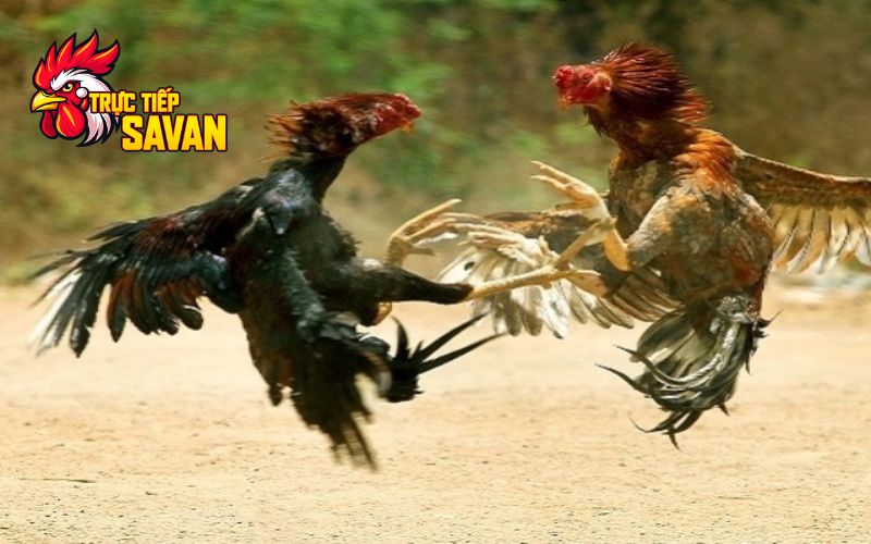 Gà đá hầu kiềng là gì?
