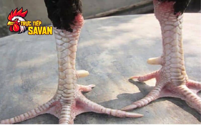 Kinh nghiệm của sư kê về vảy gà huyền trâm
