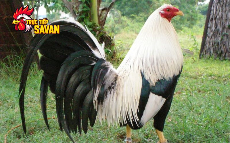 Vì sao phải nuôi gà đá cựa sắt khỏe mạnh?