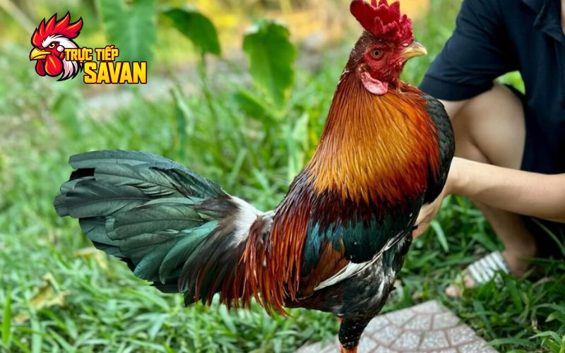 Lịch tập luyện tăng sức bền và lực đá