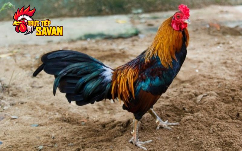 Lưu ý khi nuôi gà đá cựa sắt