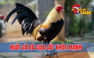Nuôi Gà Đá Cựa Sắt Khỏe Mạnh – Bí Quyết Từ Sư Kê Lão Luyện