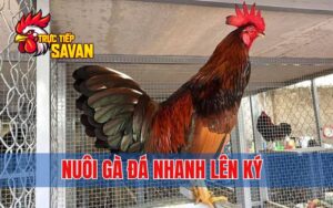 Nuôi Gà Đá Nhanh Lên Ký - Công Thức Ăn Và Chế Độ Chăm Sóc