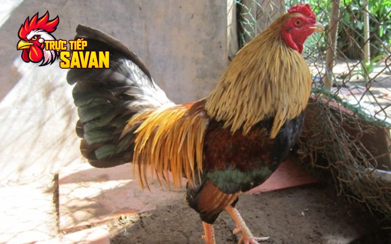 Tầm quan trọng của cân nặng với gà đá