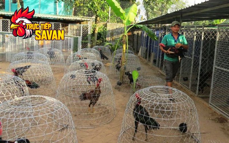 kỹ thuật chăm sóc đúng cách