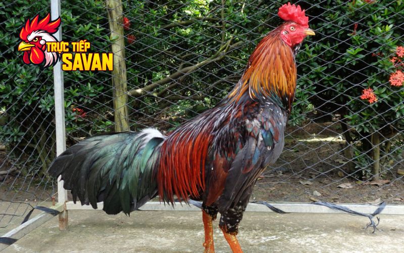 Chế độ dinh dưỡng khoa học để gà mau tăng cân