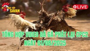 Phát Lại Đá Gà CPC2 Trực Tiếp Ngày 01/08/2025