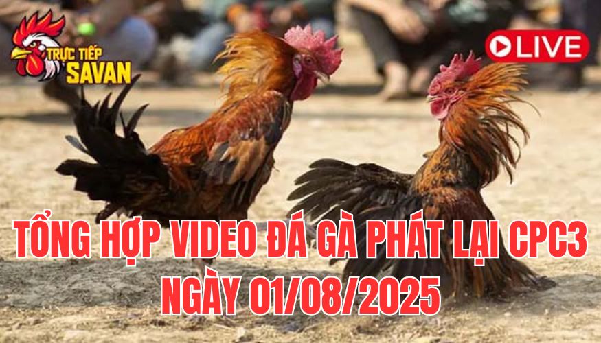 Phát Lại Đá Gà CPC3 Trực Tiếp Ngày 01/08/2025