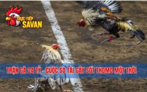 Trận Gà 24 Tỷ - Cuộc So Tài Gây Sốt Thomo Một Thời