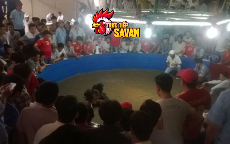 Trận gà 24 tỷ