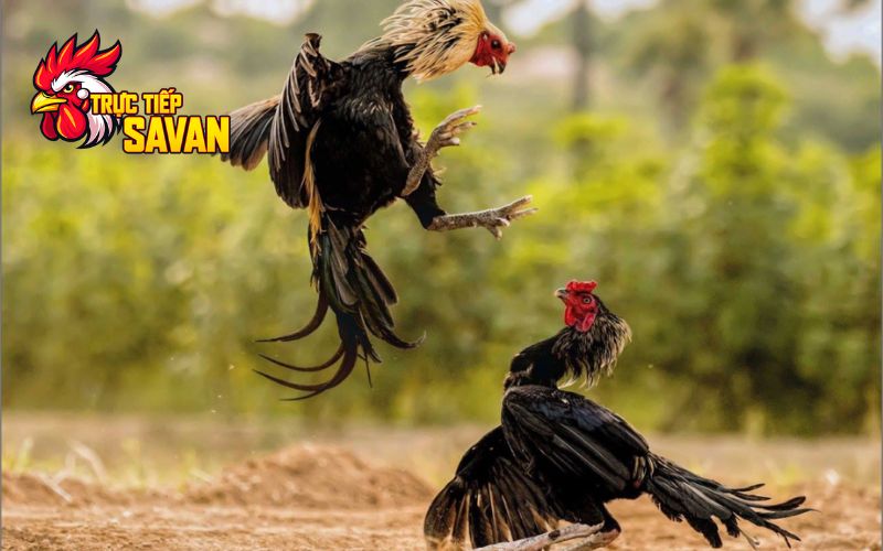 Ưu và nhược điểm của gà đá hầu kiềng
