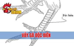 Vảy Gà Độc Biên - Đặc Điểm Nhận Biết Chiến Kê Quý