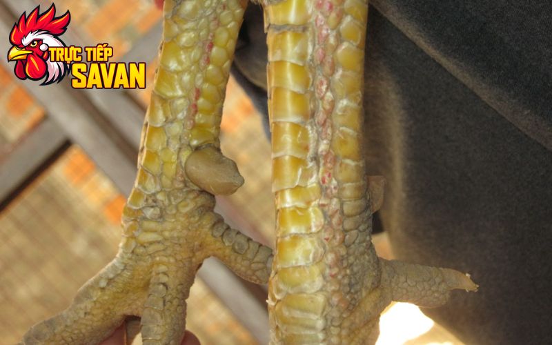 Vảy gà độc biên là gì?