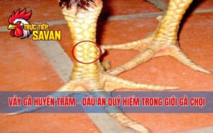 Vảy Gà Huyền Trâm - Dấu Ấn Quý Hiếm Trong Giới Gà Chọi