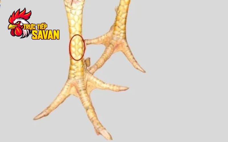 Vảy gà huyền trâm là gì?