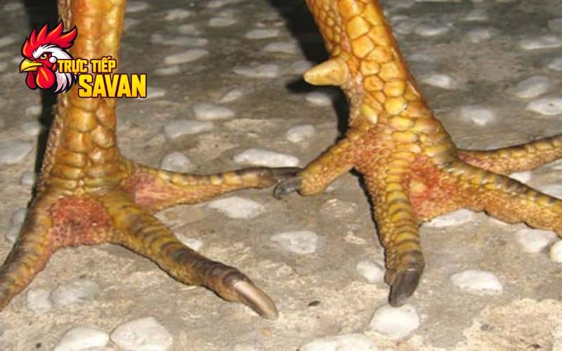 Vị Trí Hình Dáng Vảy